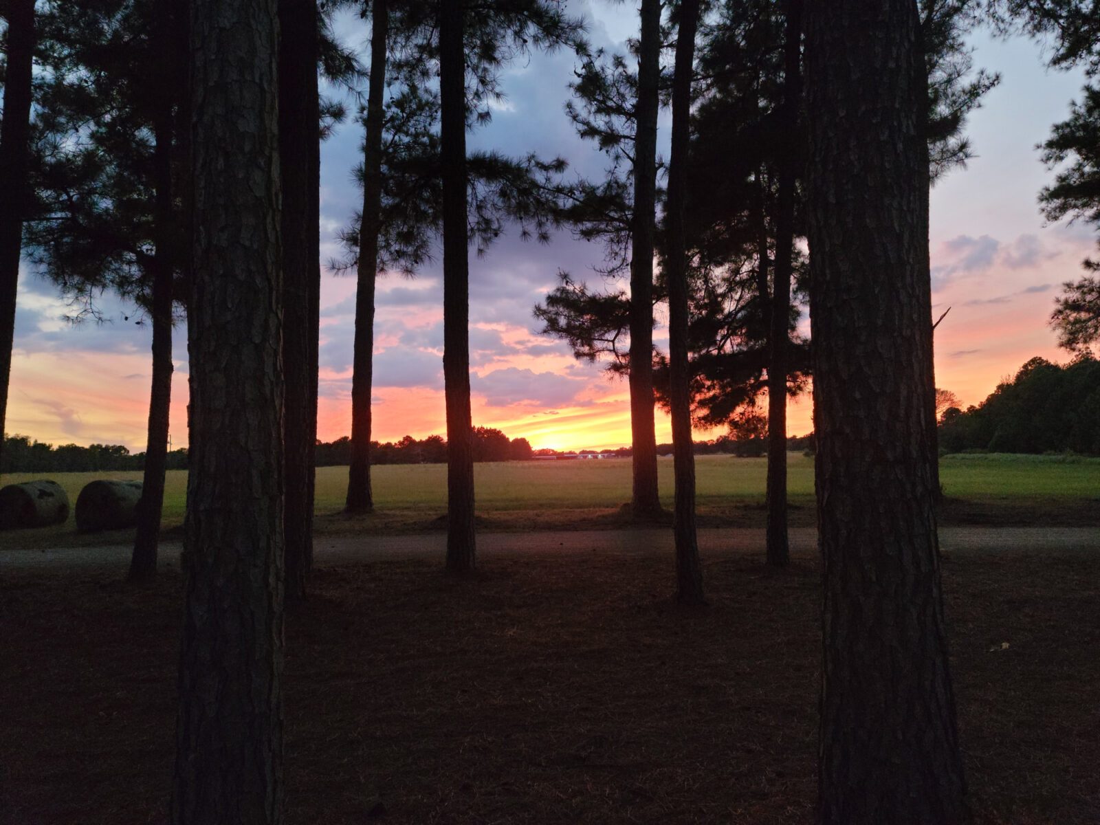 Tall pines at Lone Star Camp against the evening sky
